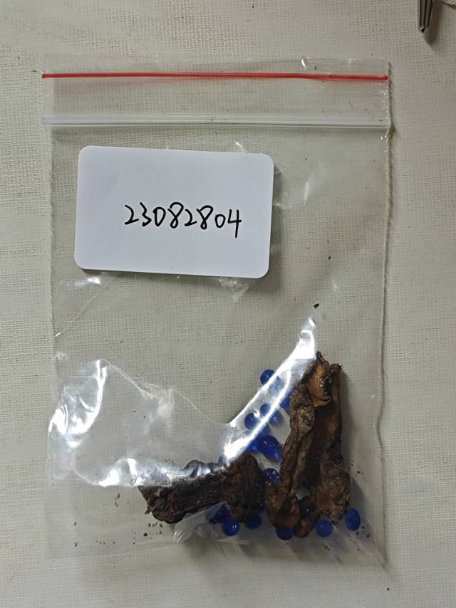 粉孢牛肝菌属的一种，近似Tylopilus plumbeoviolaceoides分子测序失败