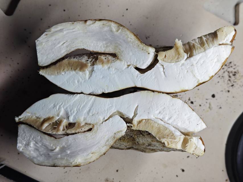 紫褐粉孢牛肝菌