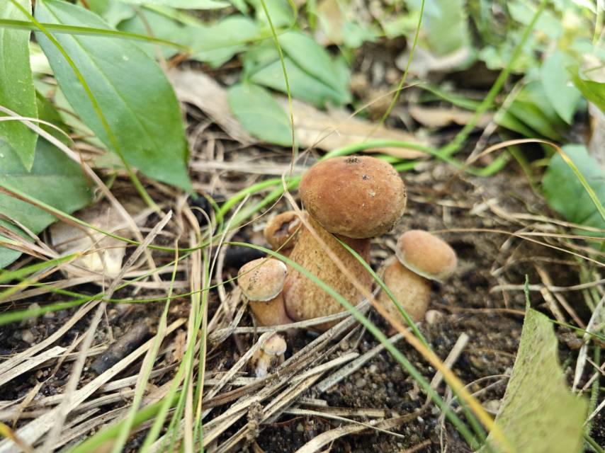 紫褐粉孢牛肝菌