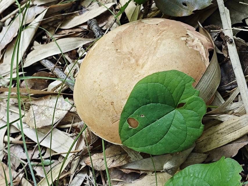 紫褐粉孢牛肝菌