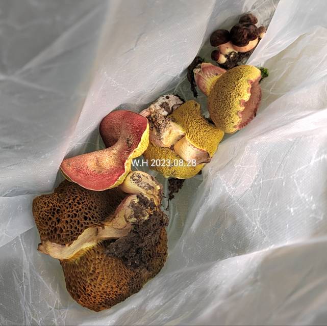 杏仁味庭院牛肝菌