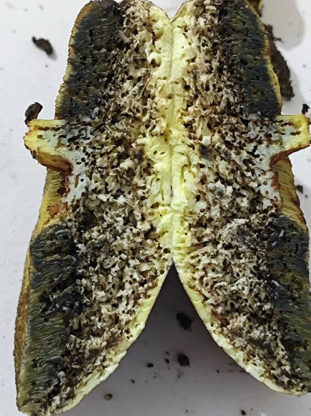 窄孢兰茂牛肝菌