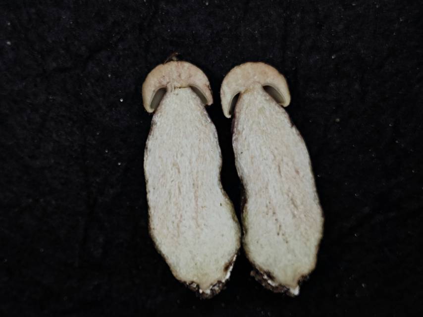 粉孢牛肝菌属的一种，近似Tylopilus plumbeoviolaceoides分子测序失败