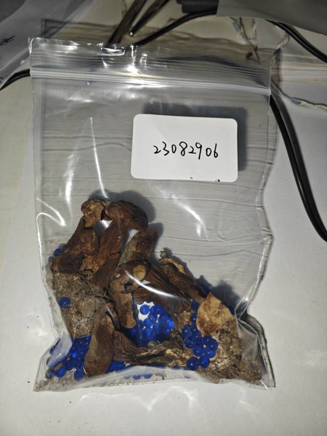 紫褐粉孢牛肝菌
