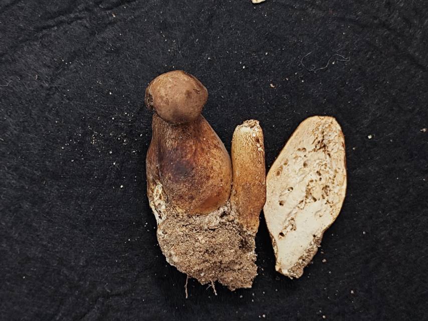 紫褐粉孢牛肝菌
