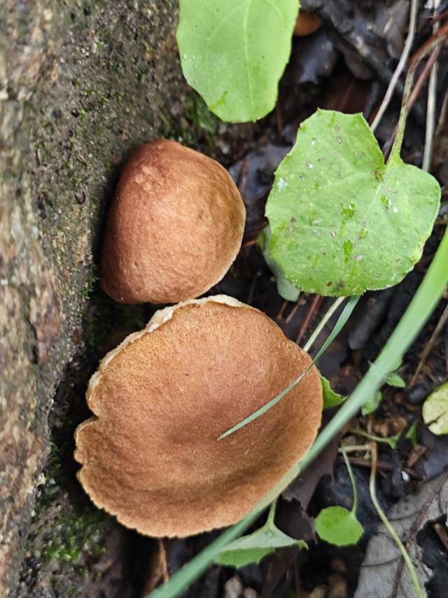 念珠金牛肝菌