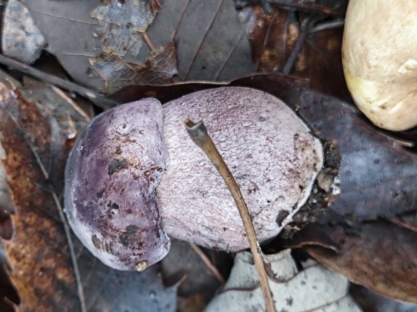 粉孢牛肝菌属的一种，近似Tylopilus plumbeoviolaceoides分子测序失败