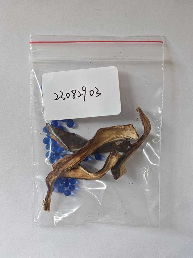 紫褐粉孢牛肝菌