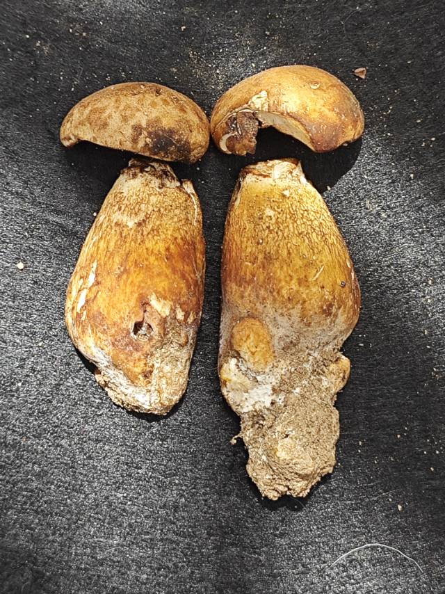 紫褐粉孢牛肝菌