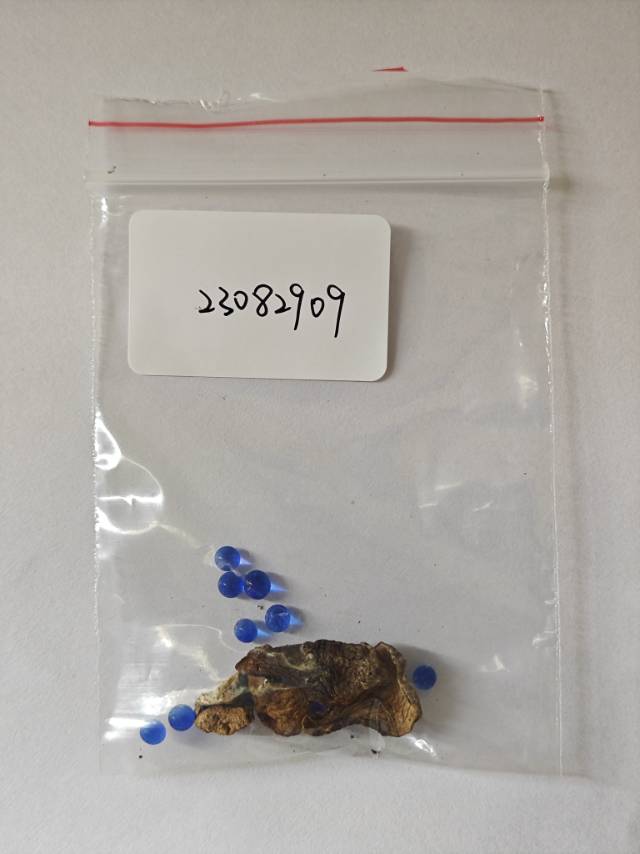 紫褐粉孢牛肝菌