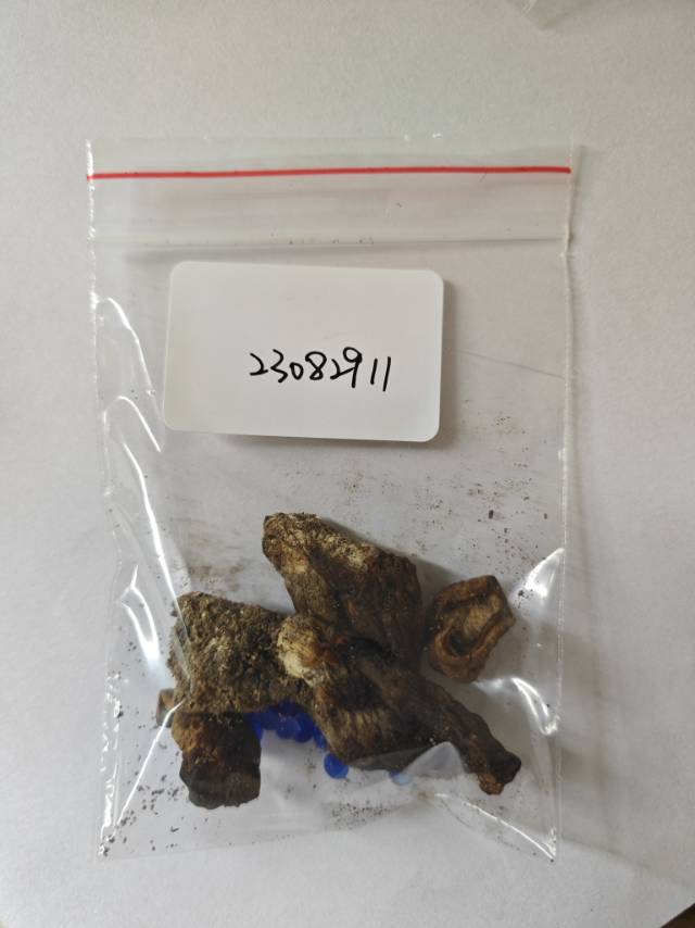 紫褐粉孢牛肝菌