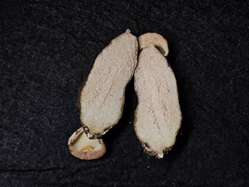 粉孢牛肝菌属的一种，近似Tylopilus plumbeoviolaceoides分子测序失败