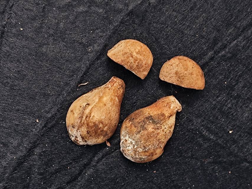 紫褐粉孢牛肝菌