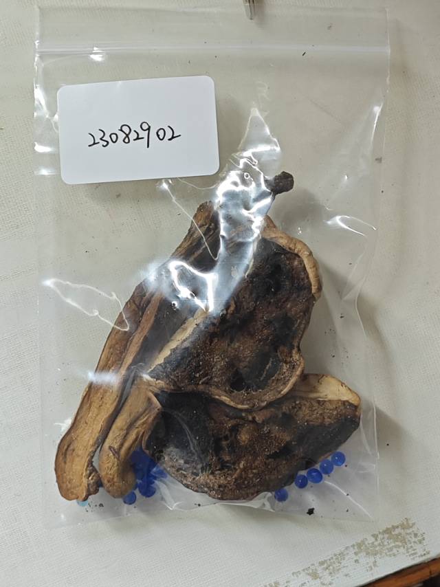 中华网柄牛肝菌