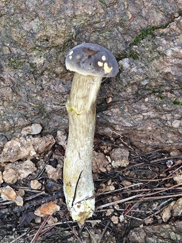 中华网柄牛肝菌
