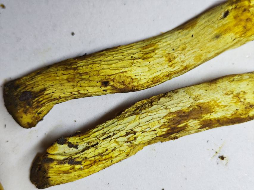 中华网柄牛肝菌