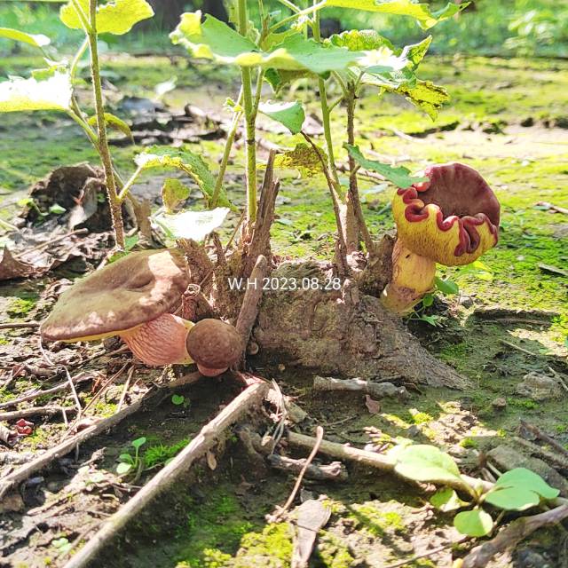 杏仁味庭院牛肝菌