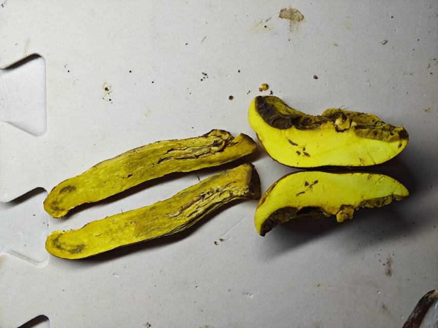 中华网柄牛肝菌