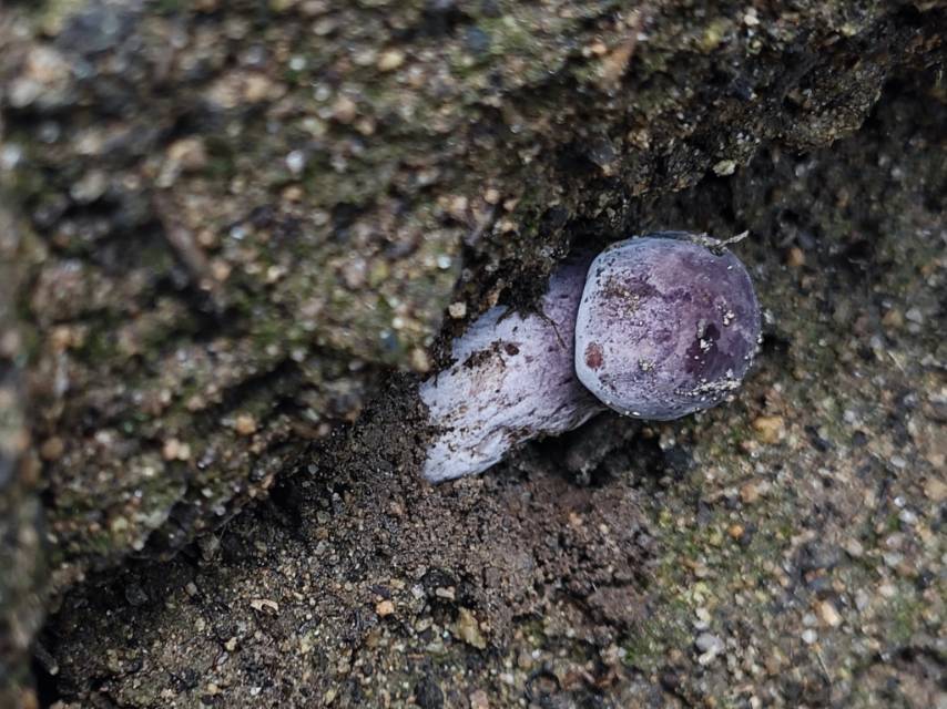 粉孢牛肝菌属的一种，近似Tylopilus plumbeoviolaceoides分子测序失败