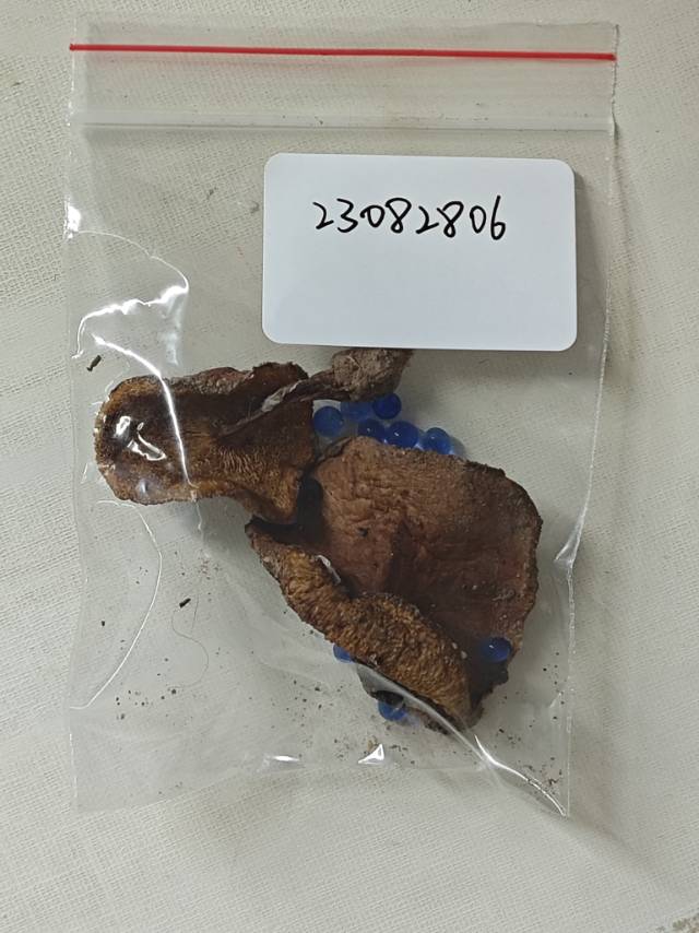 念珠金牛肝菌