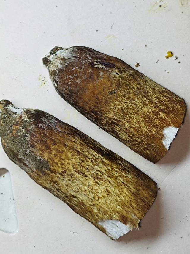 紫褐粉孢牛肝菌