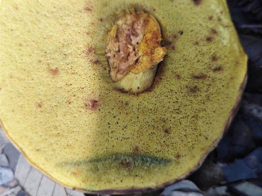 窄孢兰茂牛肝菌