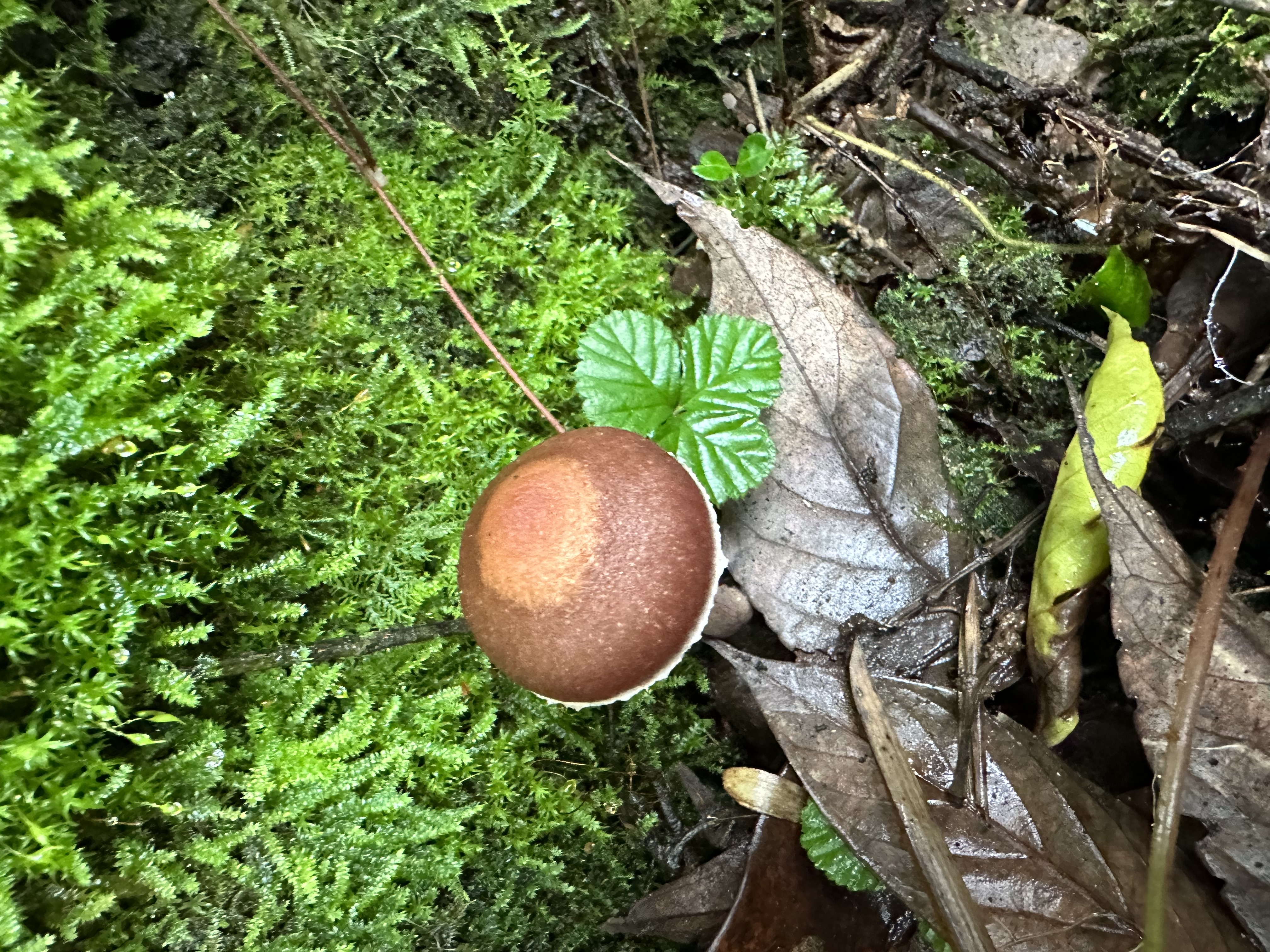 丝膜菌