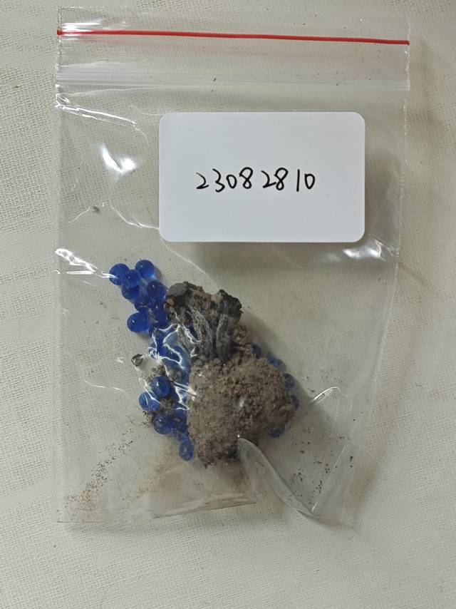 滑皮乳牛肝菌