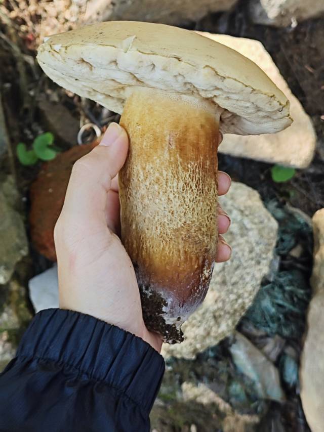 紫褐粉孢牛肝菌