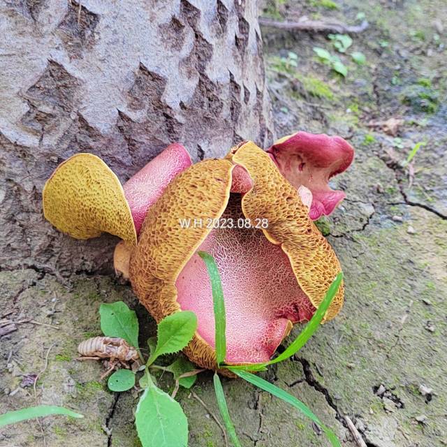 杏仁味庭院牛肝菌