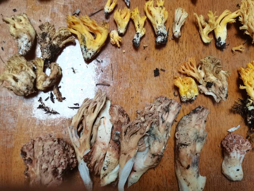 标本照片
