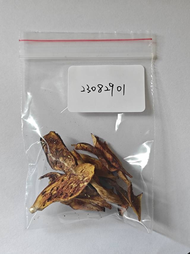 窄孢兰茂牛肝菌