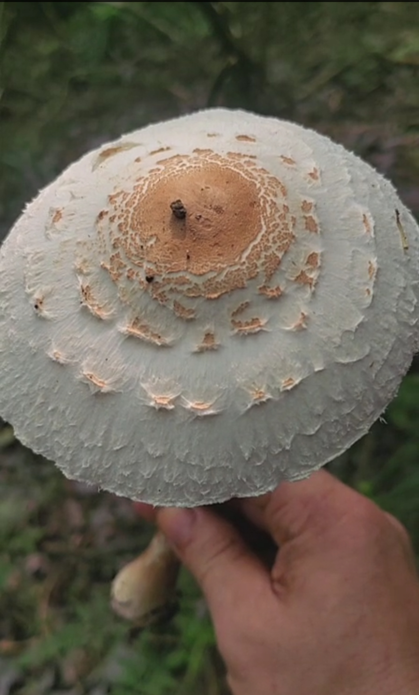 脱皮大环柄菇近似种