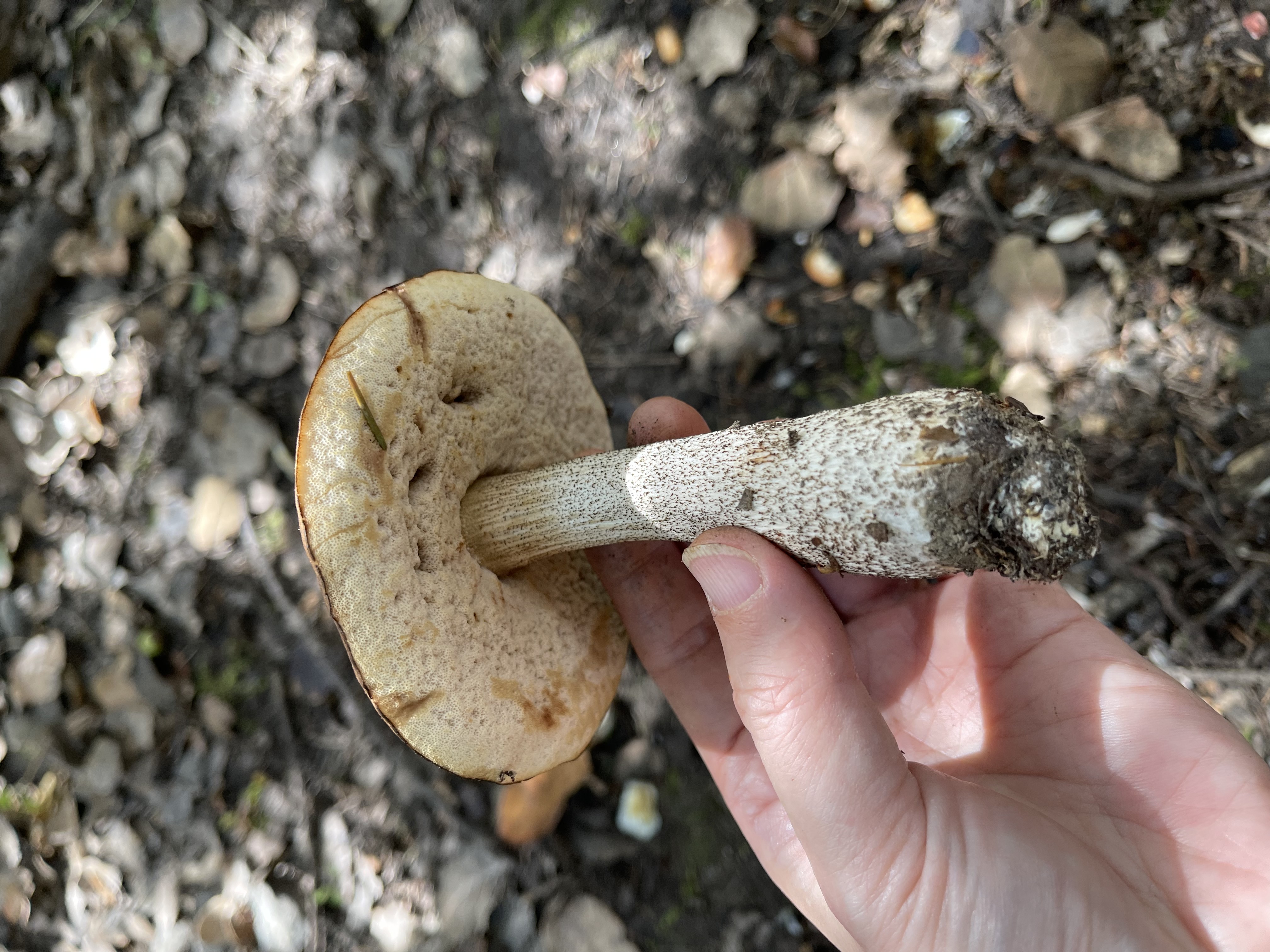 中华美味牛肝菌等