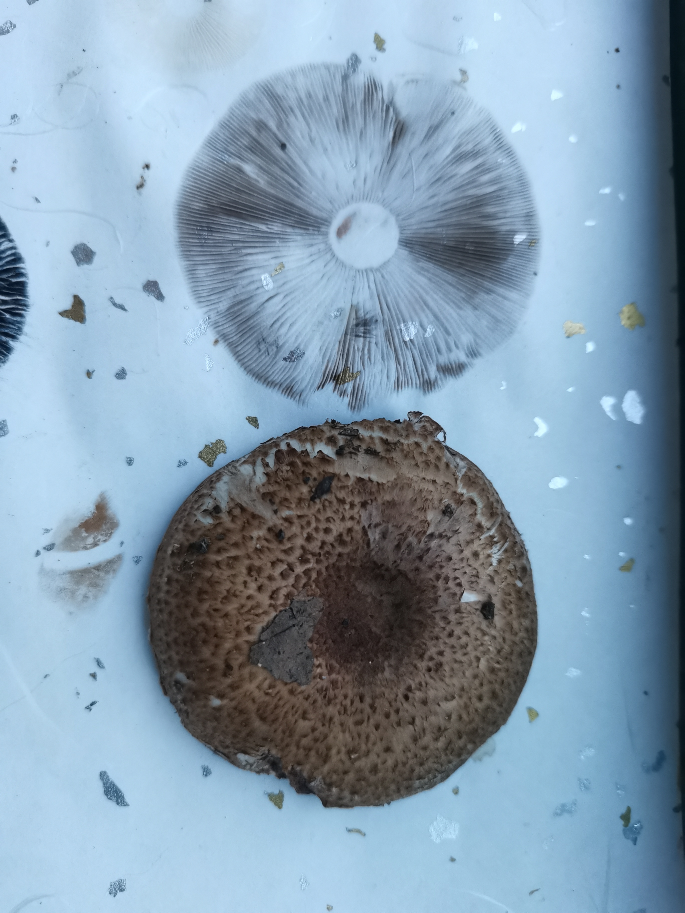 Agaricus sp. nov.