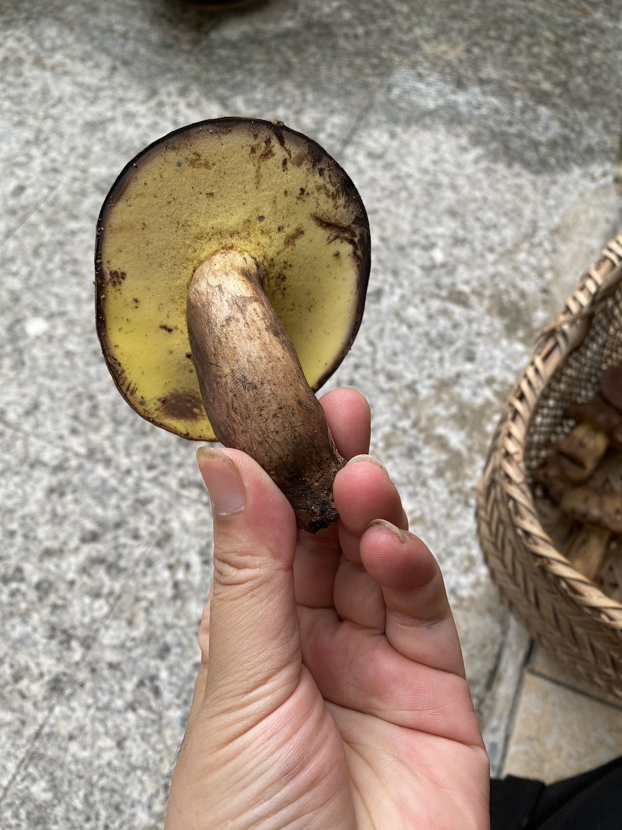 海南黄肉牛肝菌