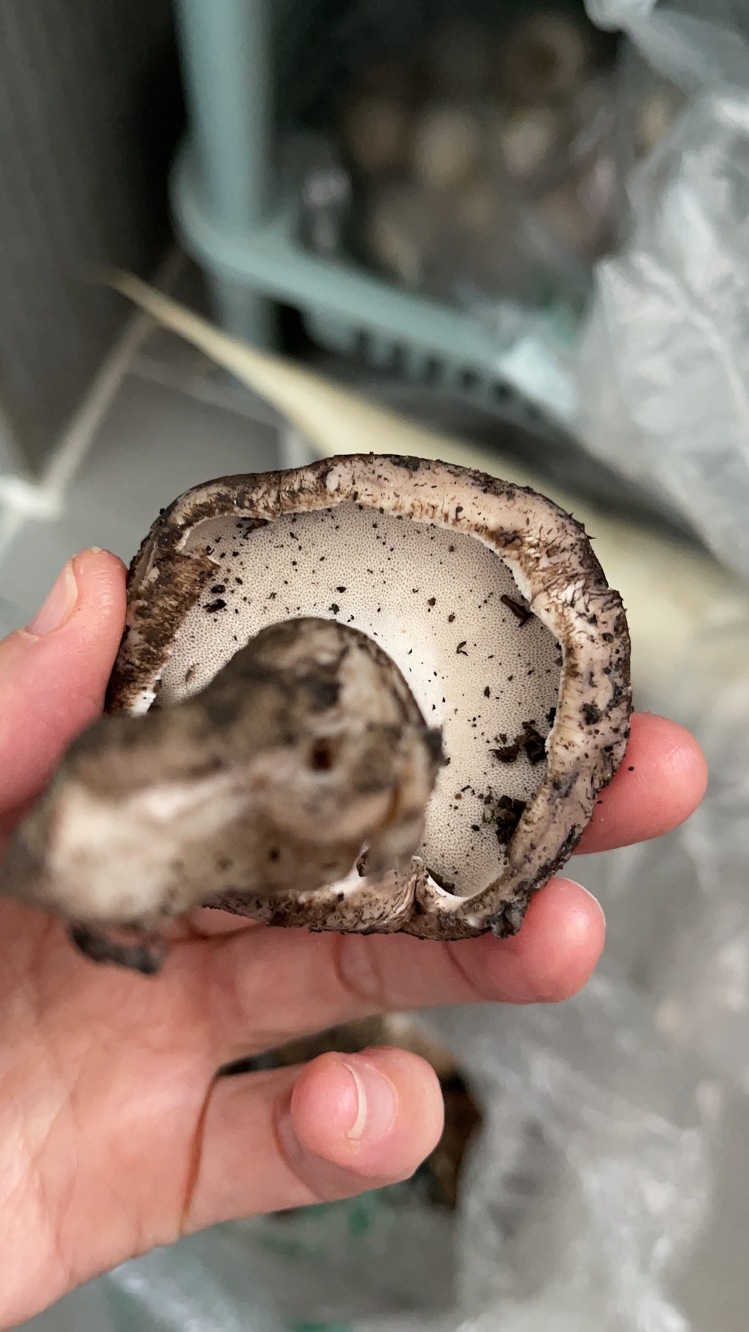 中华美味牛肝菌等