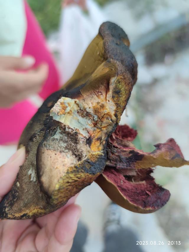 泪担赭黄牛肝菌