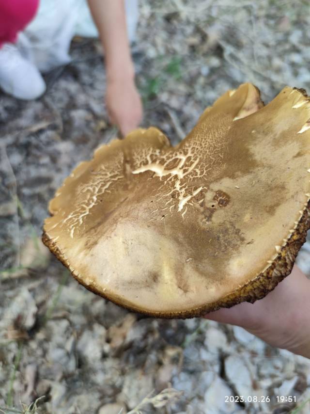 泪担赭黄牛肝菌