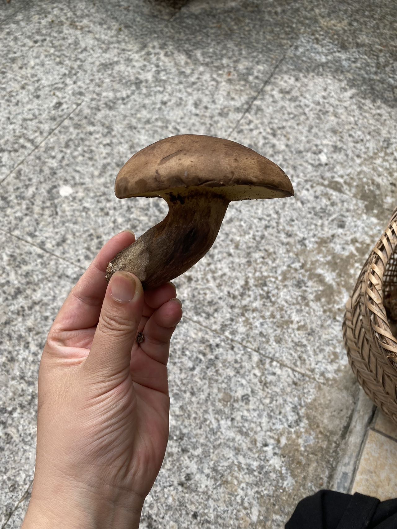 海南黄肉牛肝菌