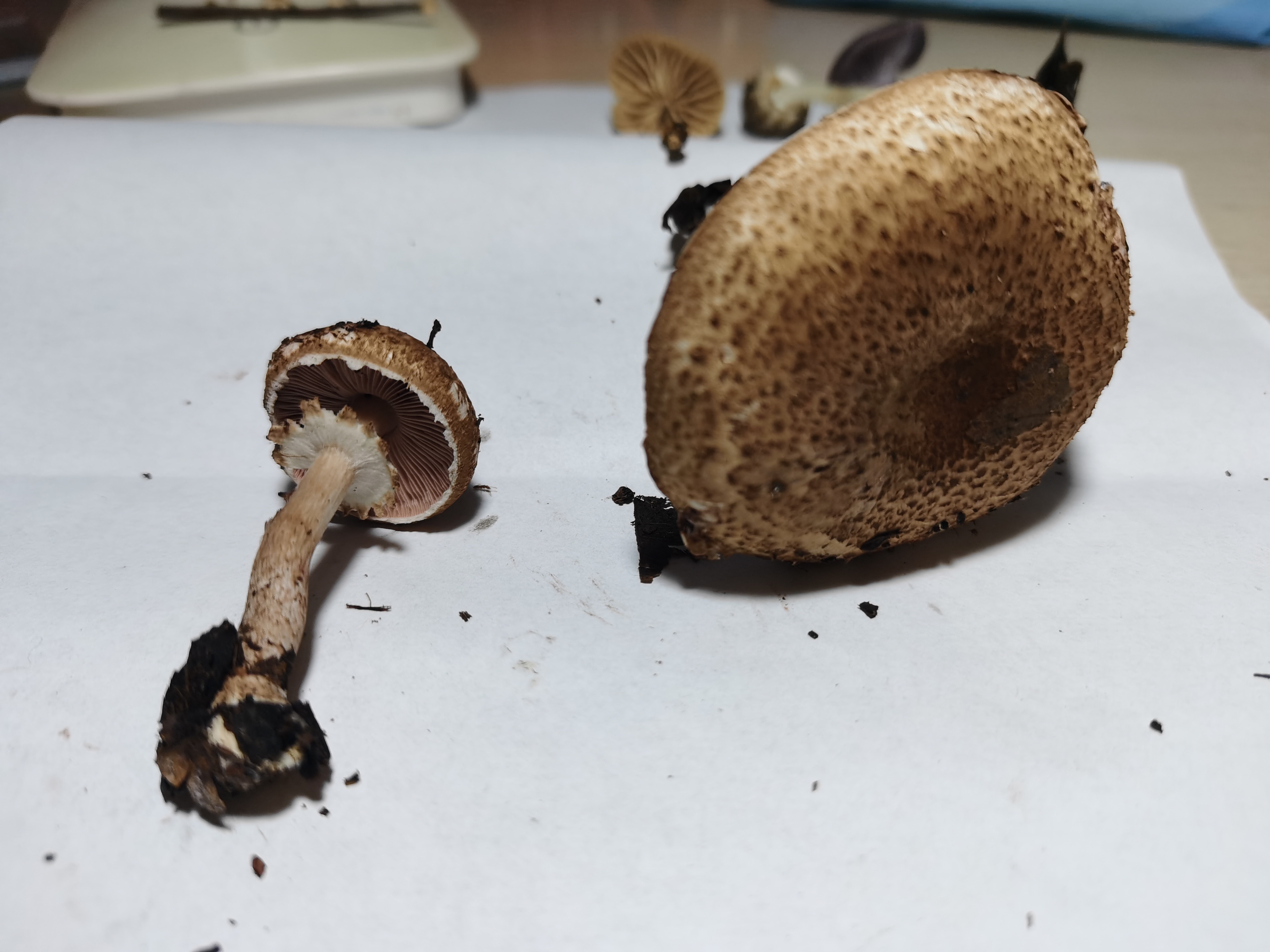 标本照片