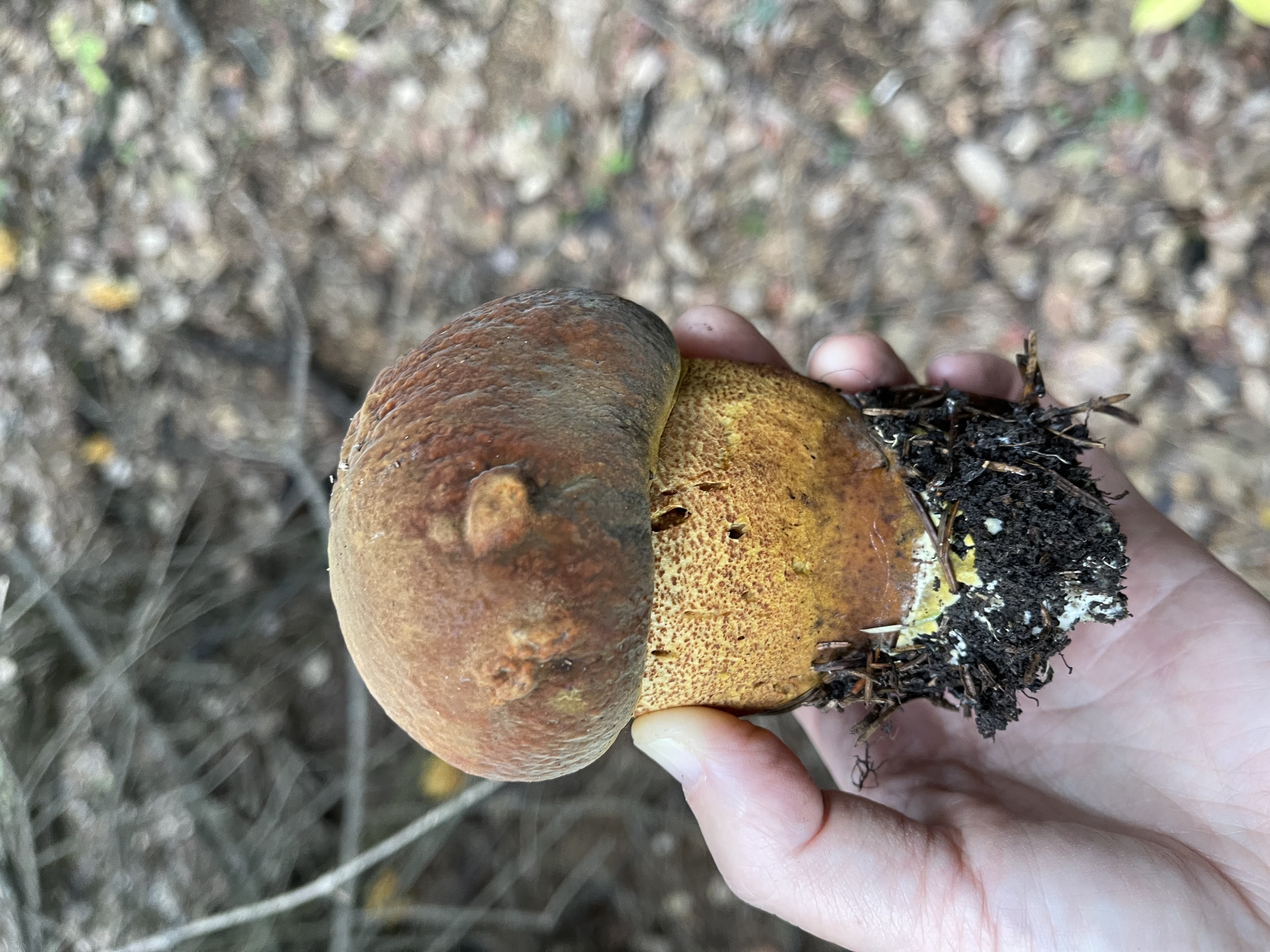 中华美味牛肝菌等