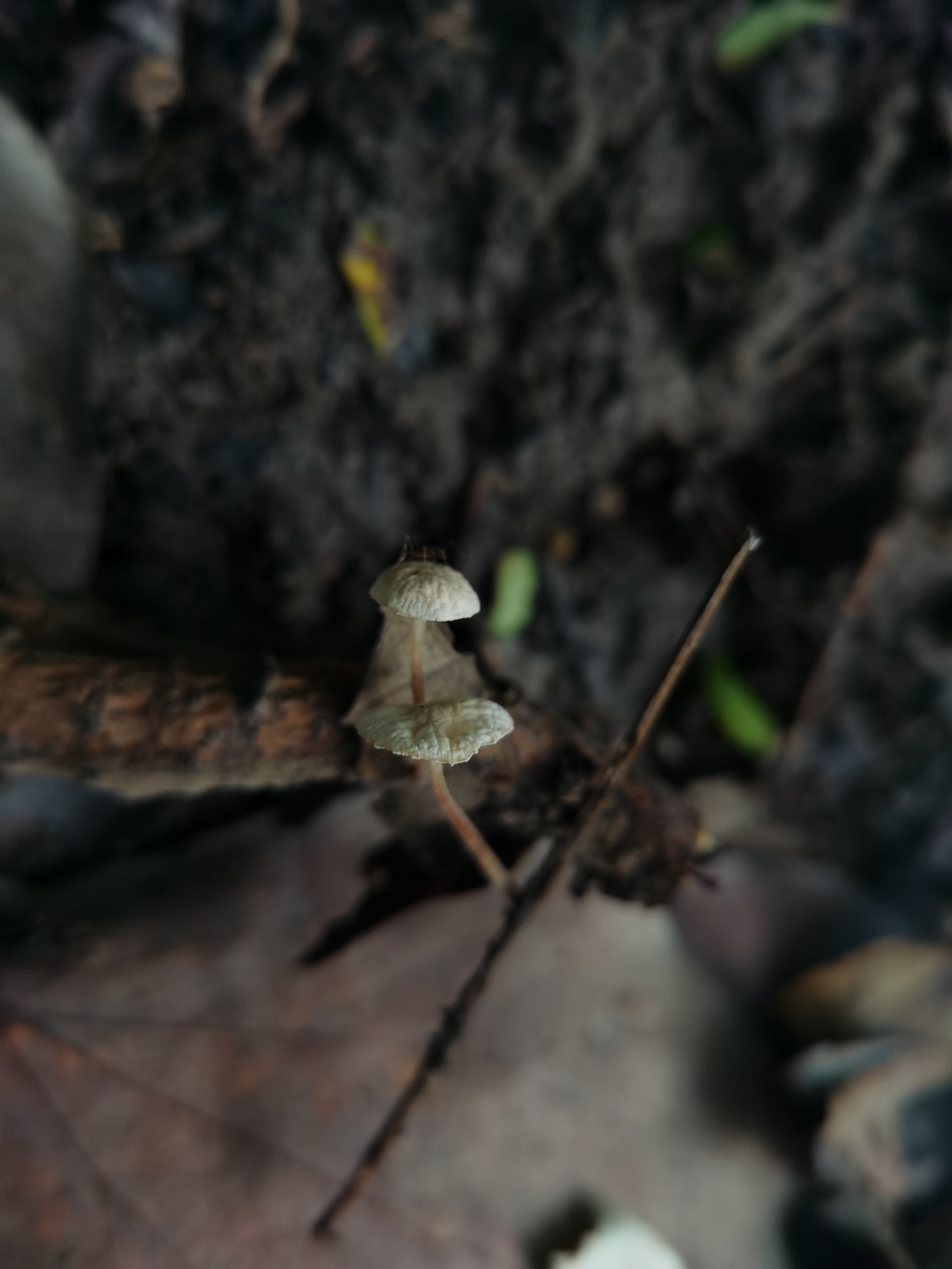 伴栎拟金钱菌