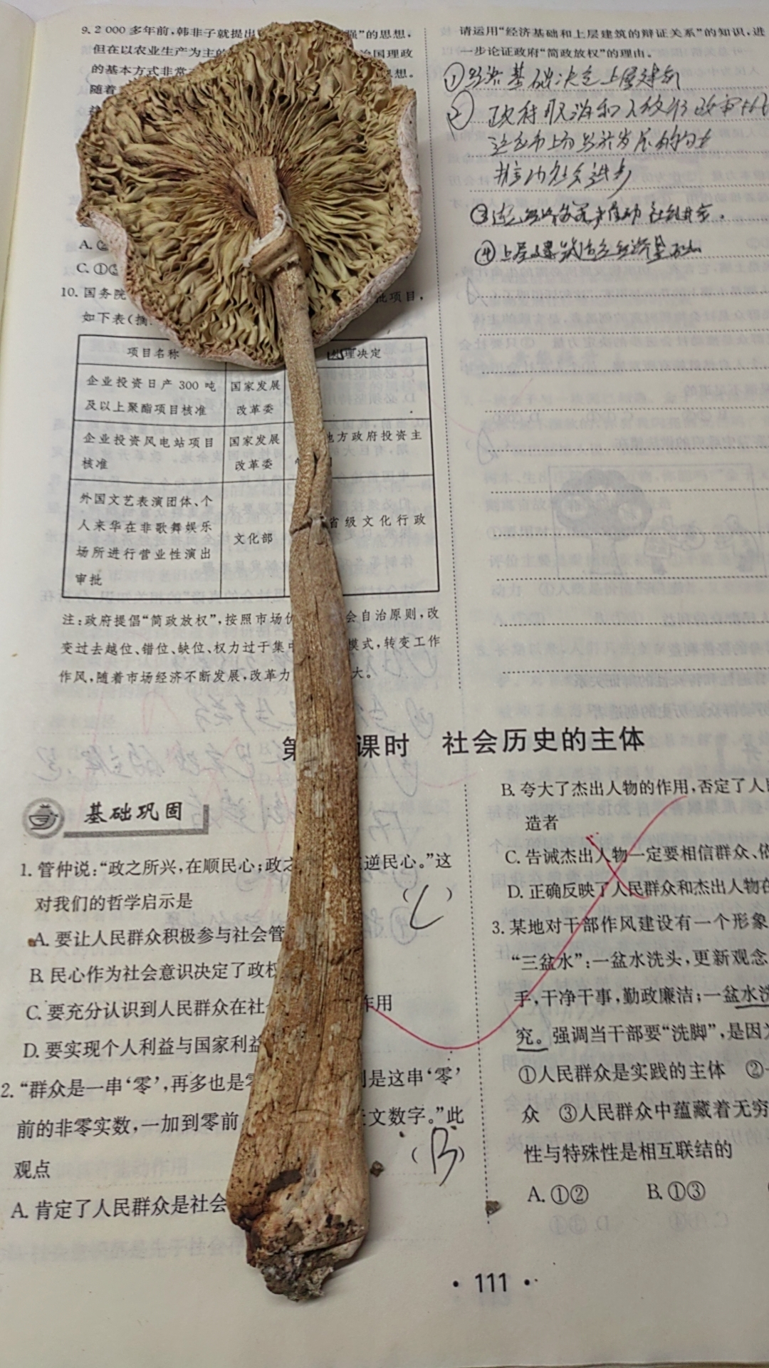 脱皮大环柄菇近似种