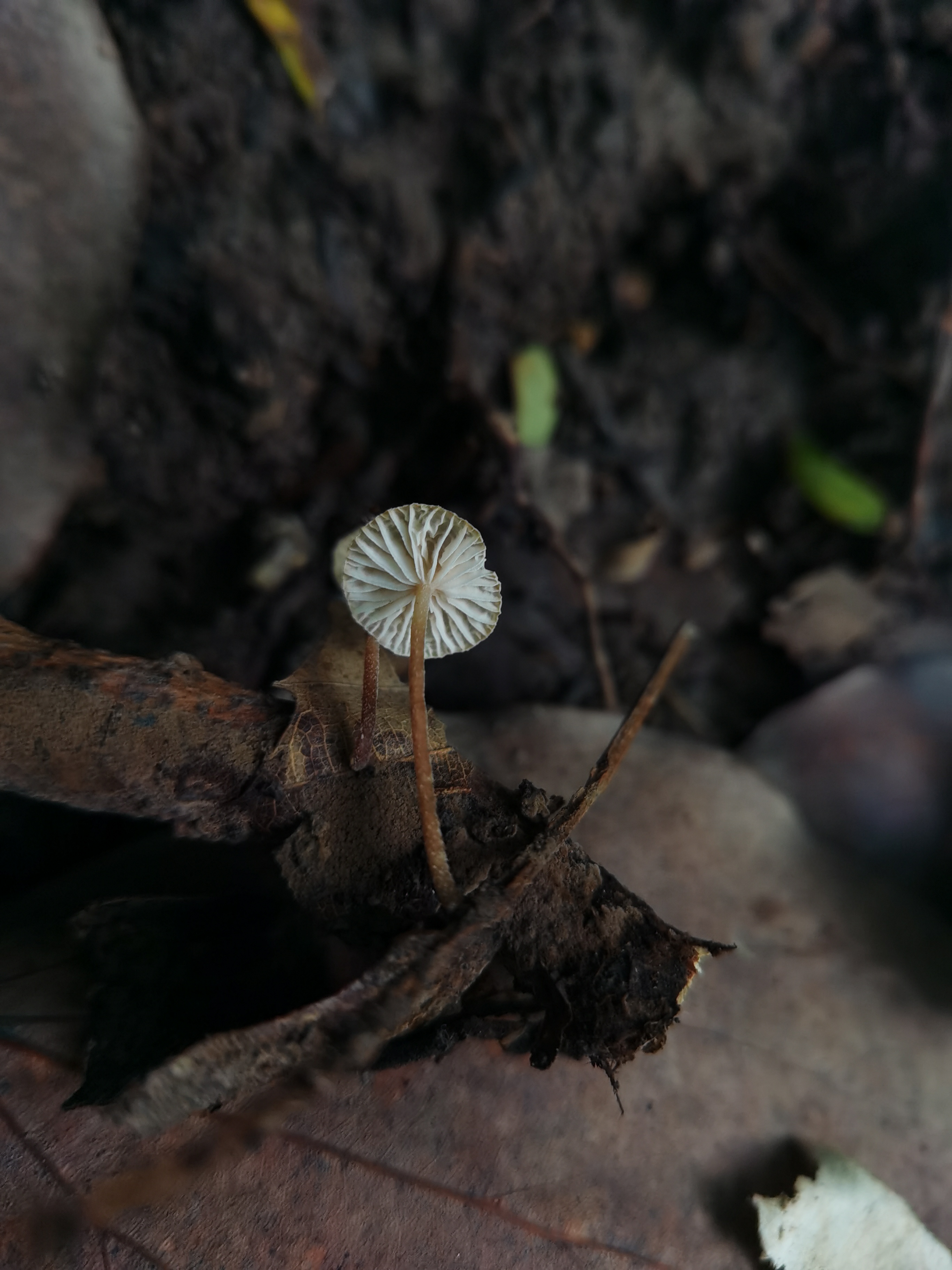 伴栎拟金钱菌