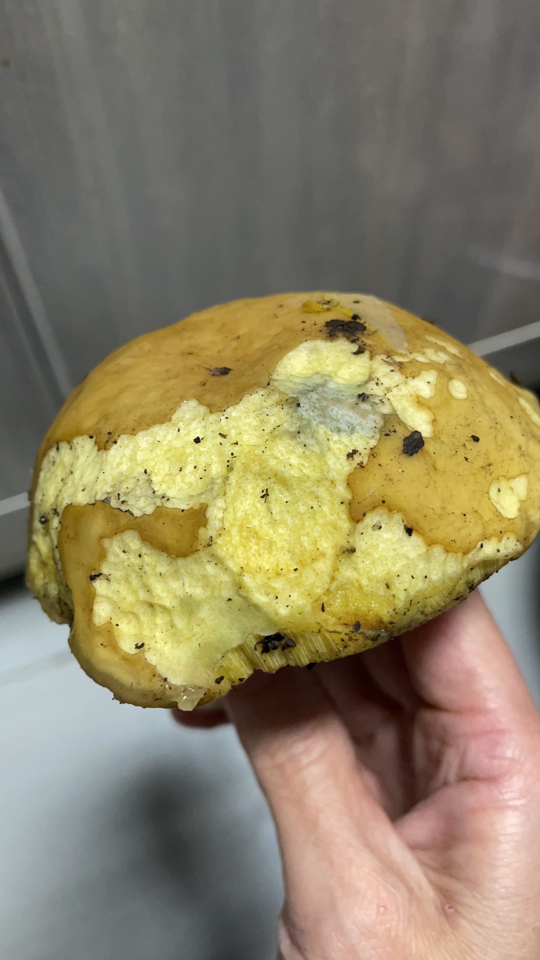 中华美味牛肝菌等