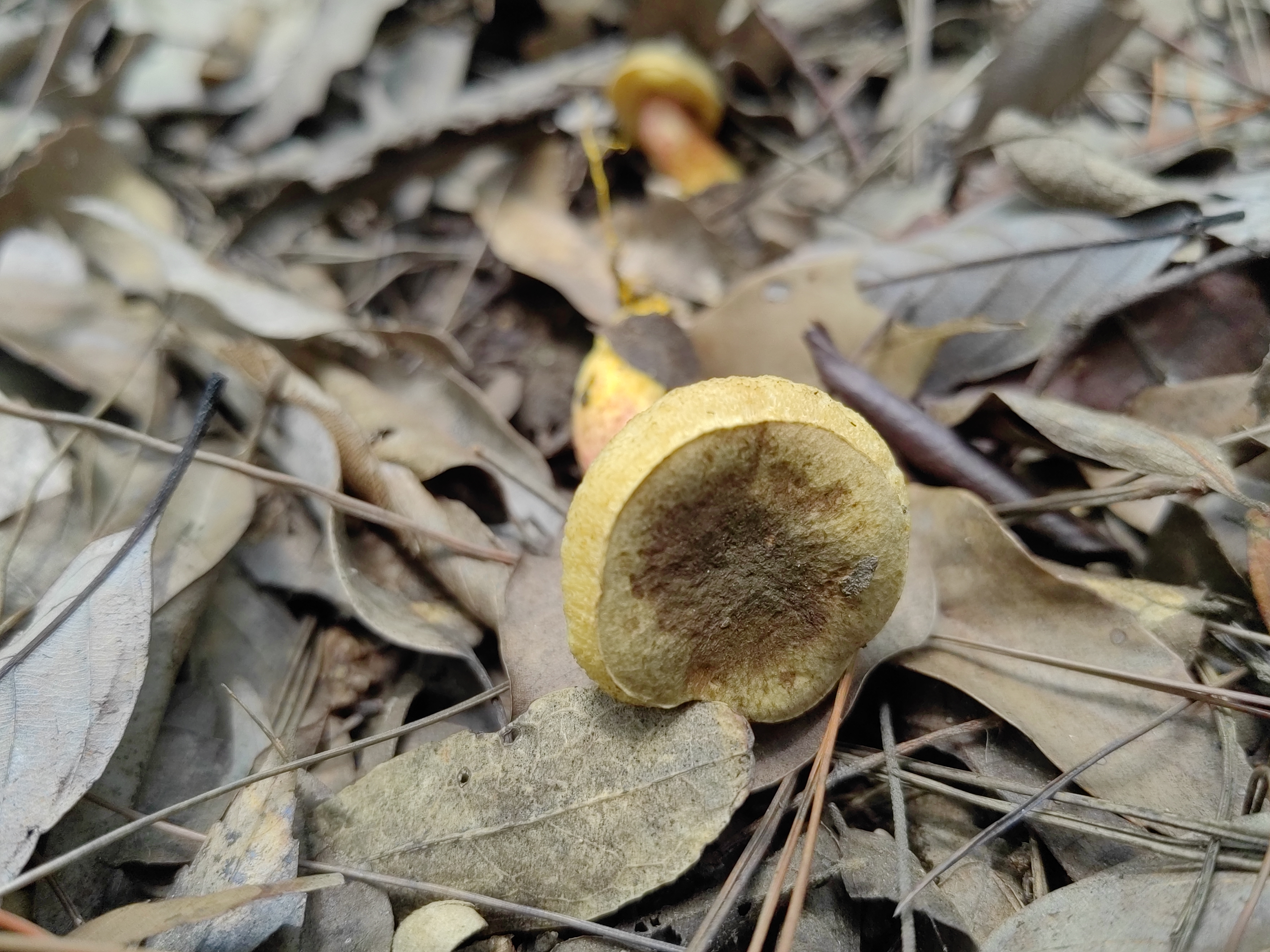 灰盖罗扬牛肝菌