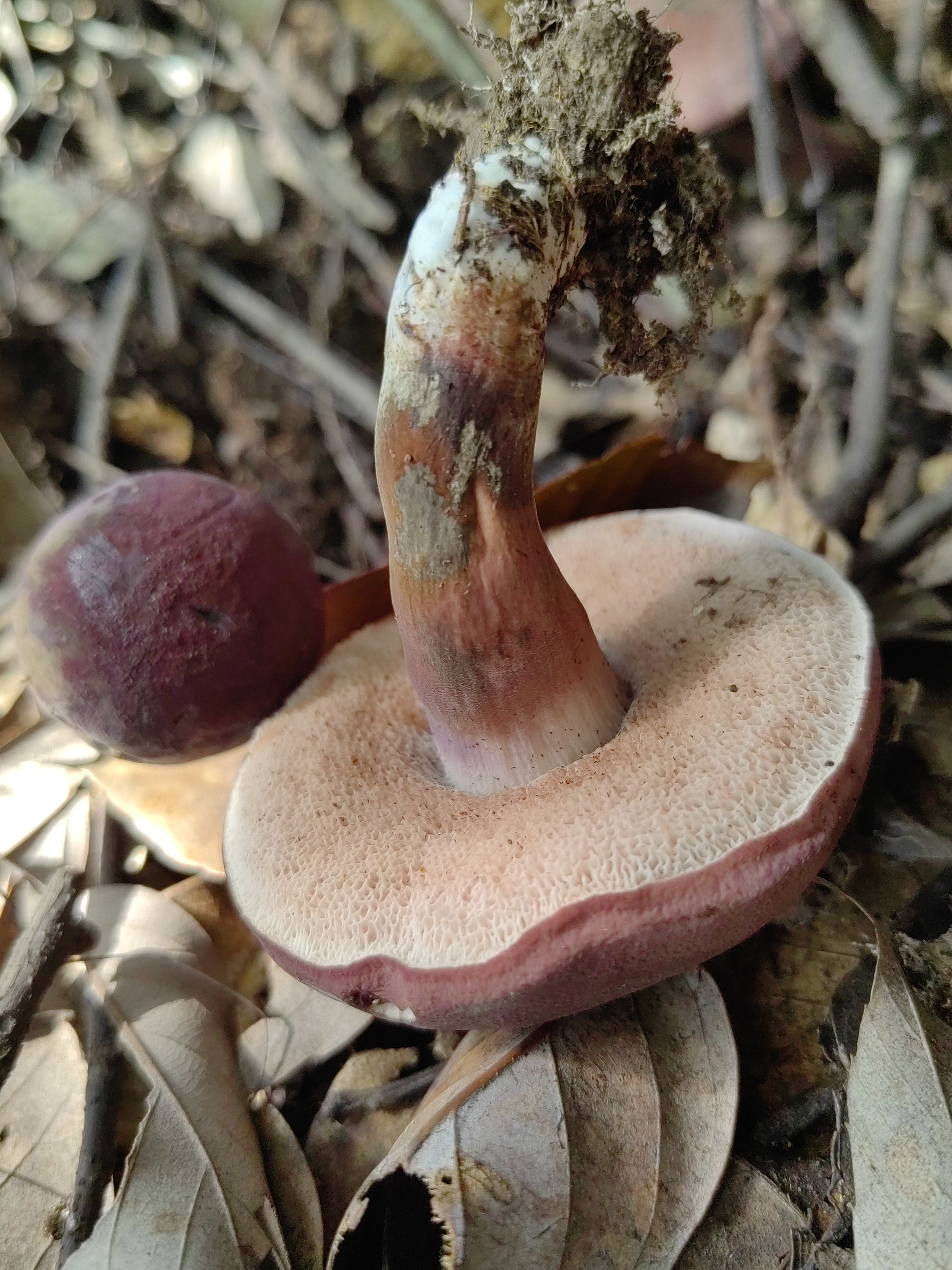 暗紫褐粉孢牛肝菌