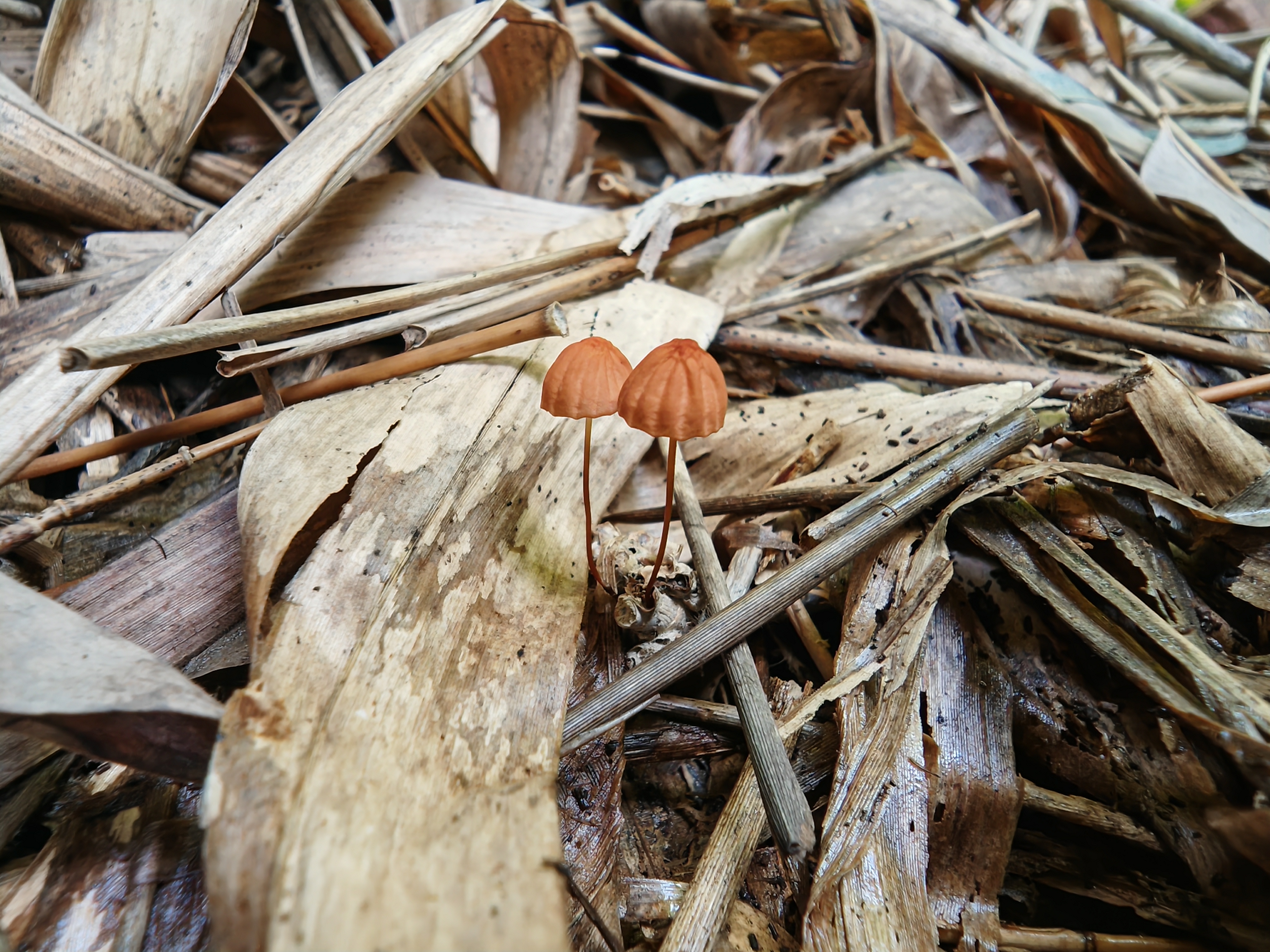 竹生小皮伞