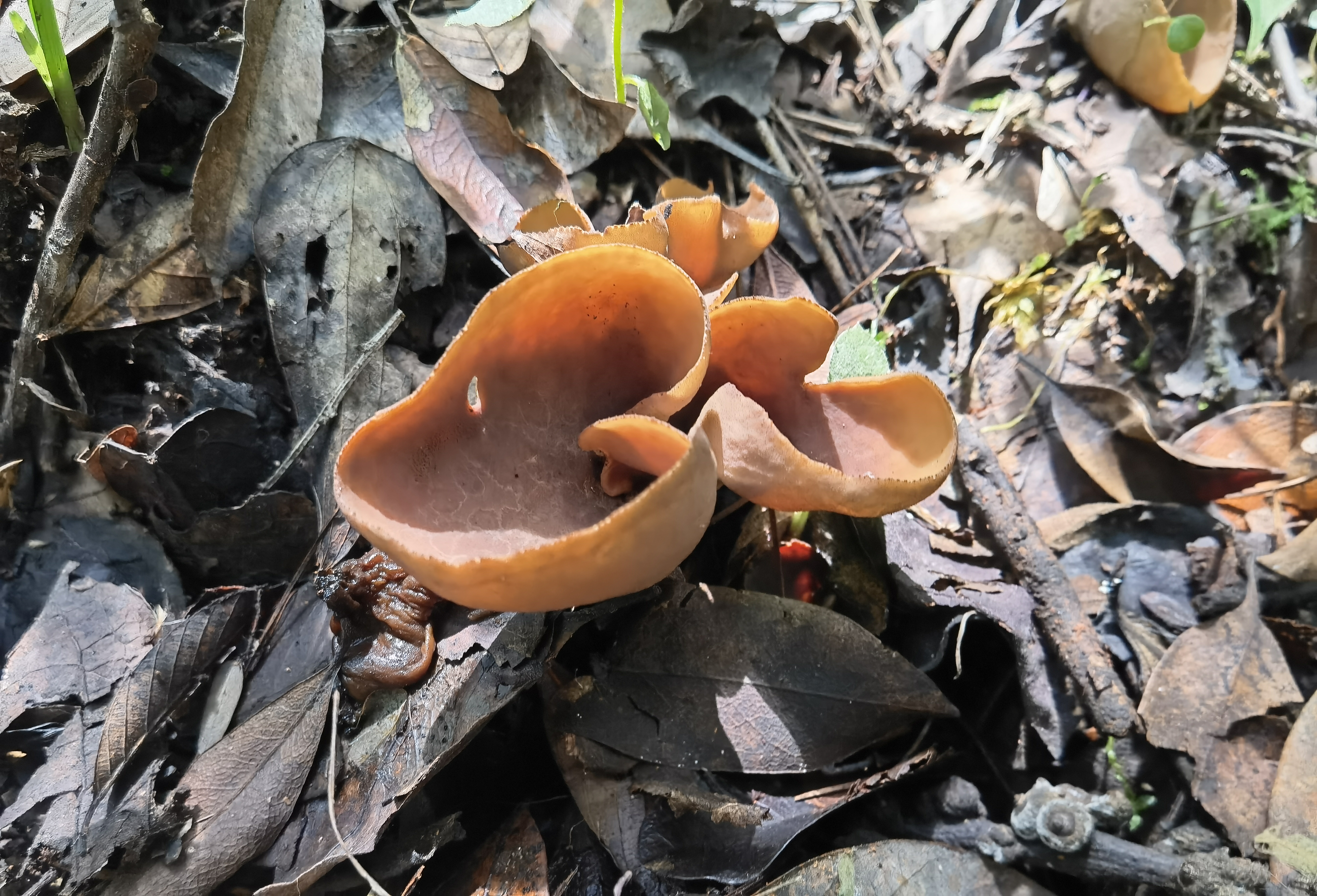 侧盘菌